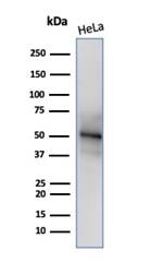 Western blot analysis of HeLa cell lysate using RBFOX3/NeuN Antibody (NeuN/288R) - Azide and BSA Free.