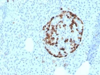 IHC analysis of formalin-fixed, paraffin-embedded human pancreas. Staining using Vitamin D BP Antibody (VDBP/4481) - Azide and BSA Free at 2ug/ml in PBS for 30min RT.