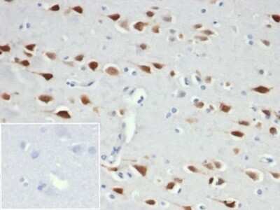 Immunohistochemistry-Paraffin: RBFOX3/NeuN Antibody (NeuN/6694R) - Azide and BSA Free [NBP3-14008] - Formalin-fixed, paraffin-embedded human brain stained with RBFOX3/NeuN antibody (NeuN/6694R). Inset: PBS instead of primary antibody, secondary control.