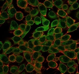 Immunofluorescence Analysis of PFA-fixed HeLa cells stained using MYCL1/L-Myc Antibody (PCRP-MYCL-2D5) - Azide and BSA Free followed by goat anti-mouse IgG-CF488 (green). CF640A phalloidin (red).