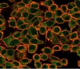 Immunofluorescence Analysis of PFA-fixed HeLa cells stained using NFIA Antibody (PCRP-NFIA-2C6) - Azide and BSA Free followed by goat anti-mouse IgG-CF488 (green). CF640A phalloidin (red).