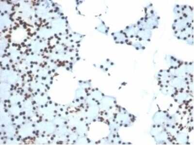 Immunohistochemistry-Paraffin: Ku80/XRCC5 Antibody (XRCC5/7315) - Azide and BSA Free [NBP3-14017] - Formalin-fixed, paraffin-embedded human salivary gland stained with Ku80/XRCC5 antibody (XRCC5/7315). HIER: Tris/EDTA, pH9.0, 45min. HRP-polymer, 30min. DAB, 5min.