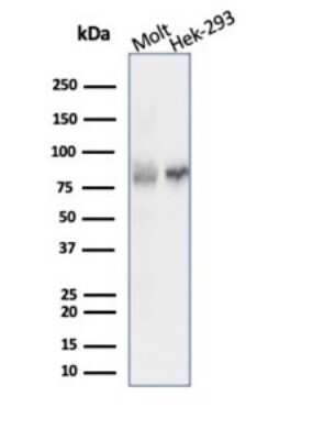 Western Blot: Ku80/XRCC5 Antibody (XRCC5/7315) - Azide and BSA Free [NBP3-14017] - Western blot analysis of MOLT-4 and HEK293 cell lysates using Ku80/XRCC5 antibody (XRCC5/7315).