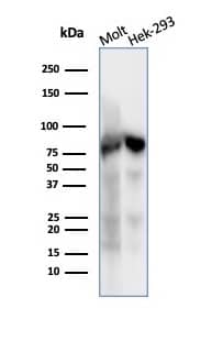Western blot analysis of MOLT-4 and HEK293 cell lysates using Ku80/XRCC5 Antibody (XRCC5/7317) - Azide and BSA Free.