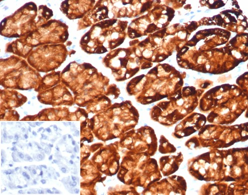 Formalin-fixed, paraffin-embedded human stomach stained with Glutamine Synthetase antibody (GLUL/6600) at 2ug/ml. Inset: PBS instead of primary antibody; secondary only negative control.