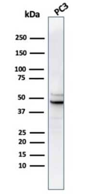 Western Blot: Ornithine Decarboxylase Antibody (rODC1/487) - Azide and BSA Free [NBP3-14027] - Western Blot Analysis of PC3 cell lysate using Ornithine Decarboxylase antibody (rODC1/487).