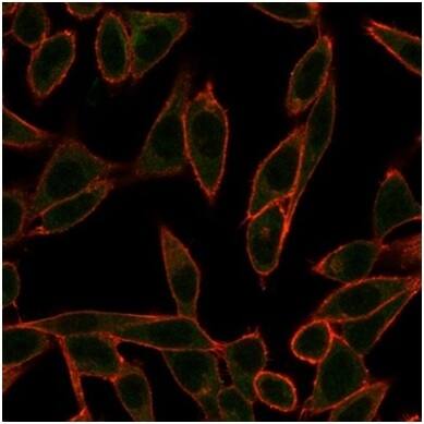 Immunofluorescence Analysis of PFA-fixed HeLa cells stained using Neurogenin-3 Antibody (PCRP-NEUROG3-1E10) - Azide and BSA Free followed by goat anti-mouse IgG-CF488 (green). CF640A phalloidin (red).