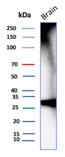 Western Blot Analysis of Human Brain tissue lysate using Calretinin Antibody (CALB2/7029R) - Azide and BSA Free.
