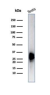 Western blot analysis of human testis tissue lysate using Calretinin Antibody (CALB2/7029R) - Azide and BSA Free.