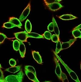 Immunofluorescence Analysis of PFA-fixed HeLa cells stained using PBX1 Antibody (PCRP-PBX1-3C8) - Azide and BSA Free followed by goat anti-mouse IgG-CF488 (green). CF640A phalloidin (red).
