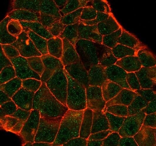 Immunofluorescent staining of PFA-fixed human cell line MCF7. DCP2 Antibody (PCRP-DCP2-1D6) - Azide and BSA Free followed by goat anti-mouse IgG-CF488 (green); phalloidin (red).