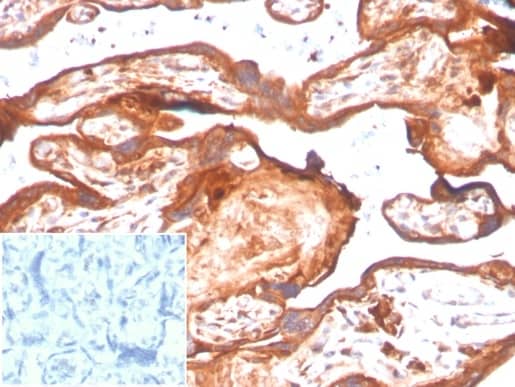 IHC analysis of formalin-fixed, paraffin-embedded human placenta. Staining using IDO2 Antibody (IDO2/2638) - Azide and BSA Free at 2ug/ml in PBS for 30min RT.