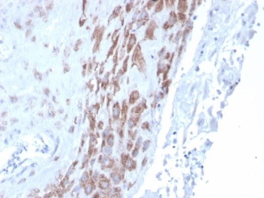 IHC analysis of formalin-fixed, paraffin-embedded human placenta. Staining using IDO2 antibody (IDO2/2639) at 2ug/ml in PBS for 30min RT.HIER: Tris/EDTA, pH9.0, 45min. Secondary: HRP-polymer, 30min. DAB, 5min.