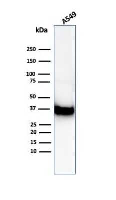 Western Blot: Annexin A1 Antibody (ANXA1/6452R) - Azide and BSA Free [NBP3-14056] - Western Blot Analysis of A549 cell lysate using Annexin A1 antibody (ANXA1/6452R).
