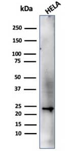 Western blot analysis of HeLa cell lysate using CBFB Antibody (PCRP-CBFB-1F6) - Azide and BSA Free.