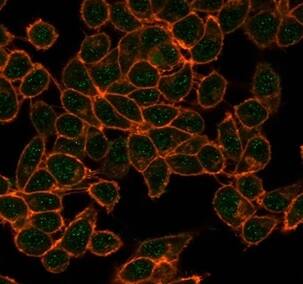 Immunofluorescence Analysis of PFA-fixed HeLa cells stained using CBFB Antibody (PCRP-CBFB-1F6) - Azide and BSA Free followed by goat anti-mouse IgG-CF488 (green). CF640R phalloidin (red).