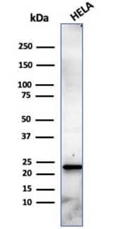 Western blot analysis of HeLa cell lysate using CBFB Antibody (PCRP-CBFB-1E6) - Azide and BSA Free.