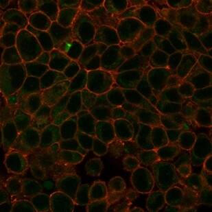 Immunofluorescence Analysis of PFA-fixed HeLa cells stained using HDAC3 Antibody (PCRP-HDAC3-3C9) - Azide and BSA Free followed by goat anti-mouse IgG-CF488 (green). CF640R phalloidin (red).