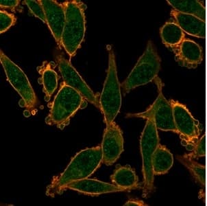 Immunofluorescence Analysis of PFA-fixed HeLa cells stained using ZNF276 Antibody (PCRP-ZNF276-1A5) - Azide and BSA Free followed by goat anti-mouse IgG-CF488. Membrane stained with phalloidin.