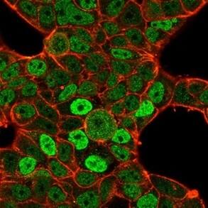 Immunofluorescence Analysis of PFA-fixed MCF7 cells stained using QKI/Quaking Antibody (PCRP-QKI-2F10) - Azide and BSA Free followed by goat anti-mouse IgG-CF488 (green). CF640R phalloidin (red).