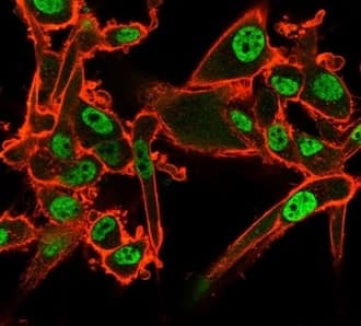 Immunofluorescence Analysis of PFA-fixed U87 cells. Staining localized to the nucleoplasm using QKI/Quaking Antibody (PCRP-QKI-2F10) - Azide and BSA Free followed by goat anti-mouse IgG-CF488 (green). CF640R phalloidin (red).