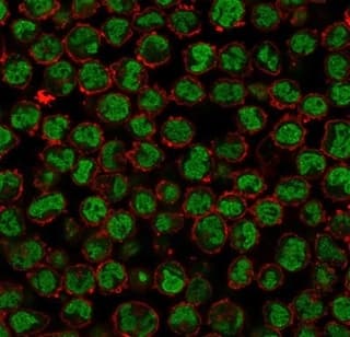 Immunofluorescence Analysis of K562 cells stained using QKI/Quaking Antibody (PCRP-QKI-2F10) - Azide and BSA Free followed by goat anti-mouse IgG-CF488 (green). CF640R phalloidin (red).