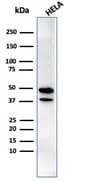 Western blot analysis of HeLa cell lysate using CREB5 Antibody (PCRP-CREB5-1G8) - Azide and BSA Free.