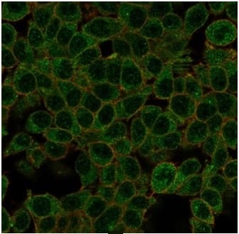 Immunofluorescence Analysis of PFA-fixed HeLa cells stained using ID1 Antibody (PCRP-ID1-2F11) - Azide and BSA Free. followed by goat anti-mouse IgG-CF488 (green). CF640A phalloidin (red).