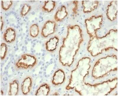 Immunohistochemistry-Paraffin: Cdc20 Antibody (CDC20/7026R) - Azide and BSA Free [NBP3-14078] - Formalin-fixed, paraffin-embedded human kidney stained with Cdc20 antibody (CDC20/7026R) at 2ug/ml. HIER: Tris/EDTA, pH9.0, 45min. HRP-polymer, 30min. DAB, 5min.