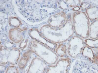 Immunohistochemistry-Paraffin: Biotin (Vitamin B7 or Vitamin H) Antibody (BTN399) - Azide and BSA Free [NBP3-14084] - Formalin-fixed, paraffin-embedded human kidney. Endogenous biotin stained with Biotin (Vitamin B7 or Vitamin H) antibody (BTN399).