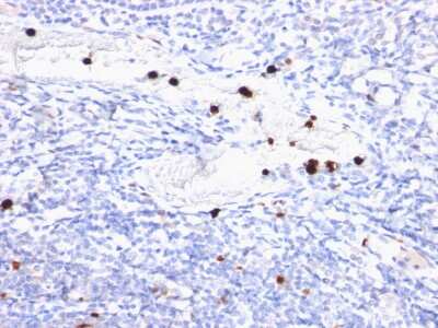 Immunohistochemistry-Paraffin: Myeloid Cell Marker Antibody (BM-2) - Azide and BSA Free [NBP3-14086] - Formalin-fixed, paraffin-embedded human Tonsil stained with Myeloid Cell Marker antibody (BM-2).