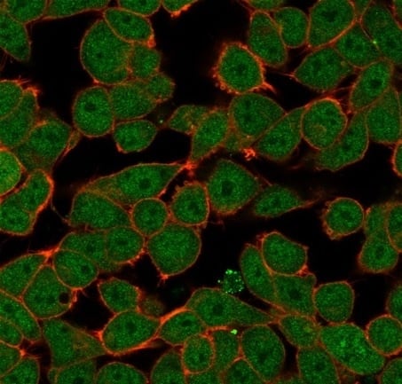 Immunofluorescence Analysis of PFA-fixed HeLa cells stained using ZNF81 Antibody (PCRP-ZNF81-2G2) - Azide and BSA Free. followed by goat anti-mouse IgG-CF488 (green). CF640A phalloidin (red).