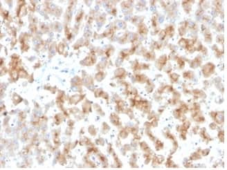Formalin-fixed, paraffin-embedded human liver stained with Apolipoprotein D Antibody (APOD/3415) - Azide and BSA Free.