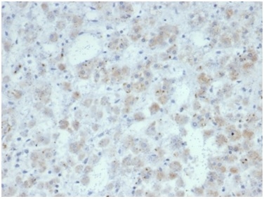 Formalin-fixed, paraffin-embedded human adrenal gland stained with IL-15 antibody (IL15/7048R). HIER: Tris/EDTA, pH9.0, 45min. Secondary: HRP-polymer, 30min. DAB, 5min.