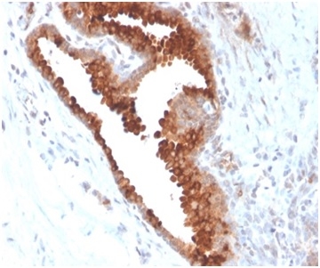 Formalin-fixed, paraffin-embedded human small intestine stained with Aquaporin-4 antibody (AQP4/3324). HIER: Tris/EDTA, pH9.0, 45min. Secondary: HRP-polymer, 30min. DAB, 5min.