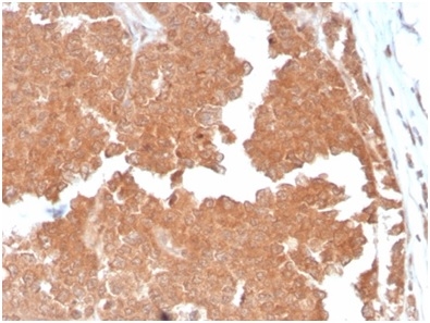 Formalin-fixed, paraffin-embedded human small intestine stained with Aquaporin-4 antibody (AQP4/3324). HIER: Tris/EDTA, pH9.0, 45min. Secondary: HRP-polymer, 30min. DAB, 5min.