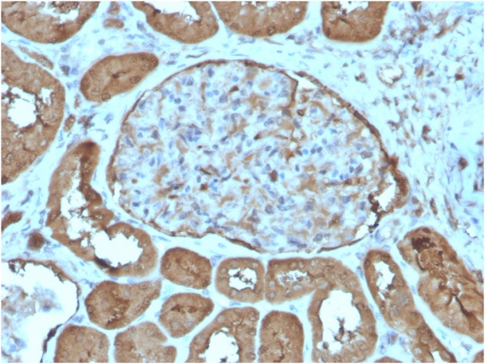 Formalin-fixed, paraffin-embedded human kidneystained with Laminin gamma 1 antibody (LAMC1/3162). HIER: Tris/EDTA, pH9.0, 45min. Secondary: HRP-polymer, 30min. DAB, 5min.
