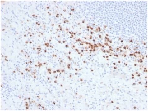 Formalin-fixed, paraffin-embedded human spleen stained with Lysozyme Antibody (LYZ/3942) - Azide and BSA Free. Inset: PBS instead of primary antibody; secondary only negative control.