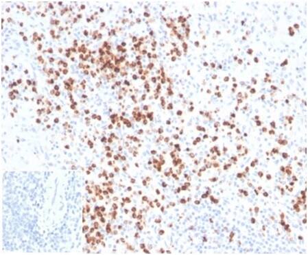 Formalin-fixed, paraffin-embedded human tonsil stained with Lysozyme Antibody (LYZ/3942) - Azide and BSA Free.