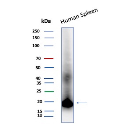 Western Blot Analysis of  Human Spleen lysate using Lysozyme Antibody (LYZ/3944) - Azide and BSA Free.