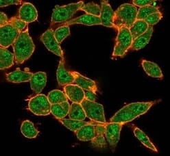 Immunofluorescence Analysis of PFA-fixed HeLa cells stained using MEF2D Antibody (PCRP-MEF2D-3A4) - Azide and BSA Free followed by goat anti-mouse IgG-CF488 (green). CF640A phalloidin (red).