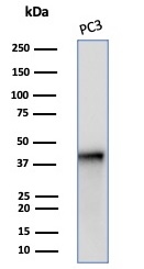 Western blot analysis of PC3 cell lysate using Serpin B5/Maspin Antibody (SERPINB5/4972) - Azide and BSA Free.
