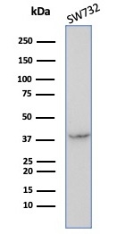 Western blot analysis of SW732 cell lysate using Serpin B5/Maspin Antibody (SERPINB5/4972) - Azide and BSA Free.
