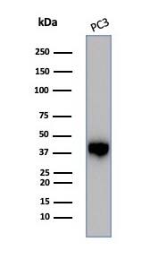 Western blot analysis of PC3 cell lysate using Serpin B5/Maspin Antibody (SERPINB5/4975) - Azide and BSA Free.