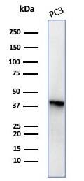 Western blot analysis of PC3 cell lysate using Serpin B5/Maspin Antibody (SERPINB5/4977) - Azide and BSA Free.