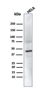 Western blot analysis of HeLa cell lysate using PRMT7 Antibody (PCRP-PRMT7-1A4) - Azide and BSA Free.