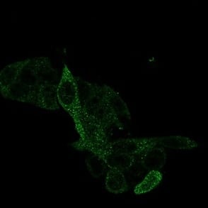 Immunofluorescence Analysis of PFA-fixed HeLa cells stained using PRMT7 Antibody (PCRP-PRMT7-1A4) - Azide and BSA Free followed by goat anti-mouse IgG-CF488 (green).