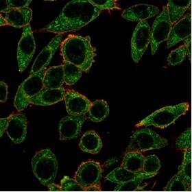 Immunofluorescence Analysis of PFA-fixed HeLa cells stained using PRMT7 Antibody (PCRP-PRMT7-1A7) - Azide and BSA Free followed by goat anti-mouse IgG-CF488 (green). CF640R phalloidin (red).