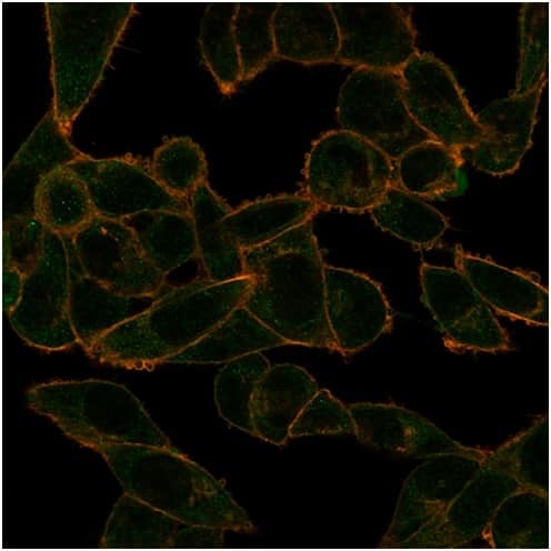 Immunofluorescence Analysis of PFA-fixed HeLa cells stained using PHF10 Antibody (PCRP-PHF10-2A10) - Azide and BSA Free followed by goat anti-mouse IgG-CF488 (green). CF640A phalloidin (red).