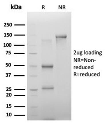 Immunofluorescence Analysis of PFA-fixed HeLa cells stained using PHF10 Antibody (PCRP-PHF10-2A10) - Azide and BSA Free